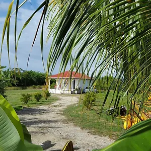 Fleur D'hibiscus , Saint-Louis Guadeloupe